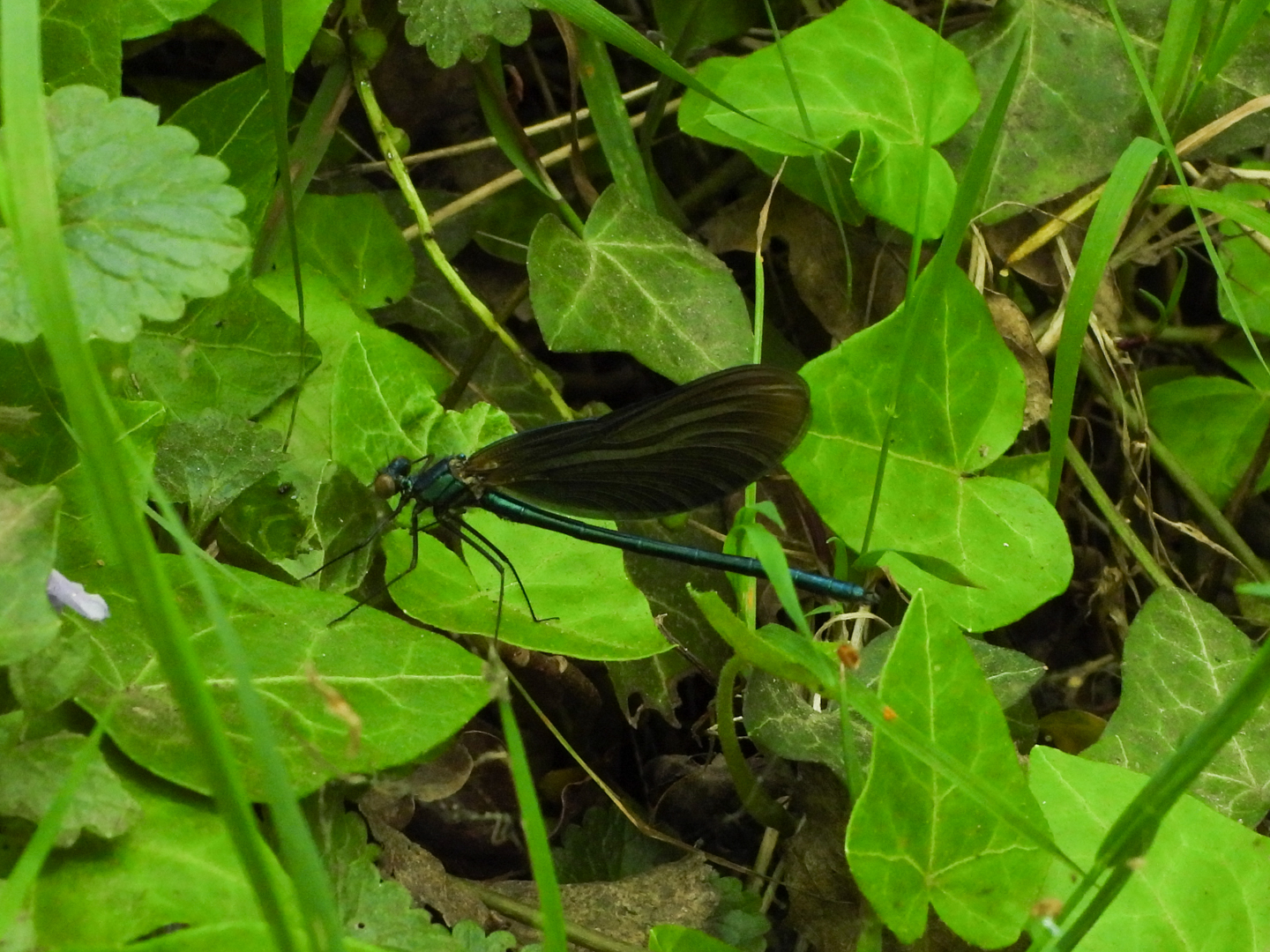 Bosbeek of weidebeek?